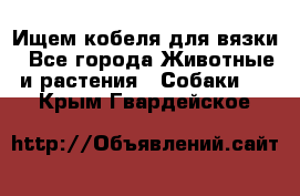 Ищем кобеля для вязки - Все города Животные и растения » Собаки   . Крым,Гвардейское